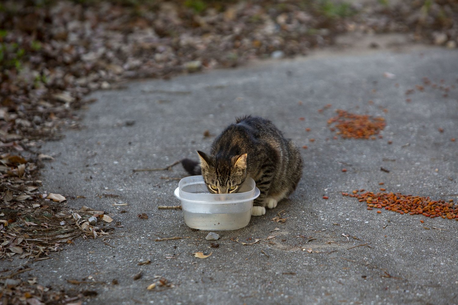 New Orleans neighbors continue to care for pets abandoned during immigration crackdown