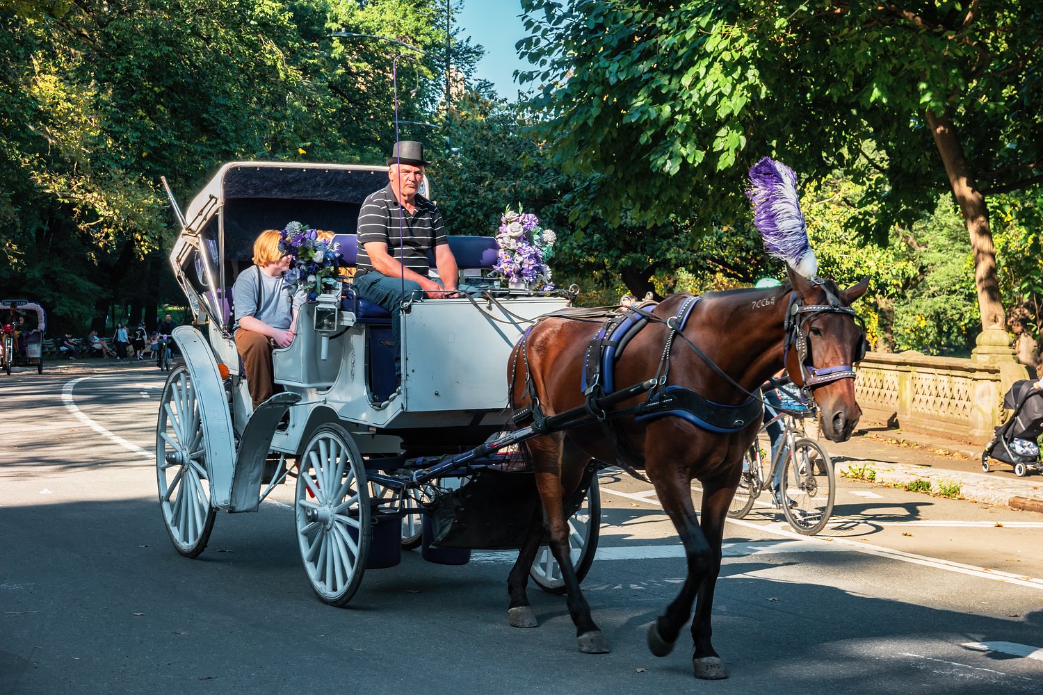 NYC carriage horse killed by poisonous plant in Central Park, necropsy reveals