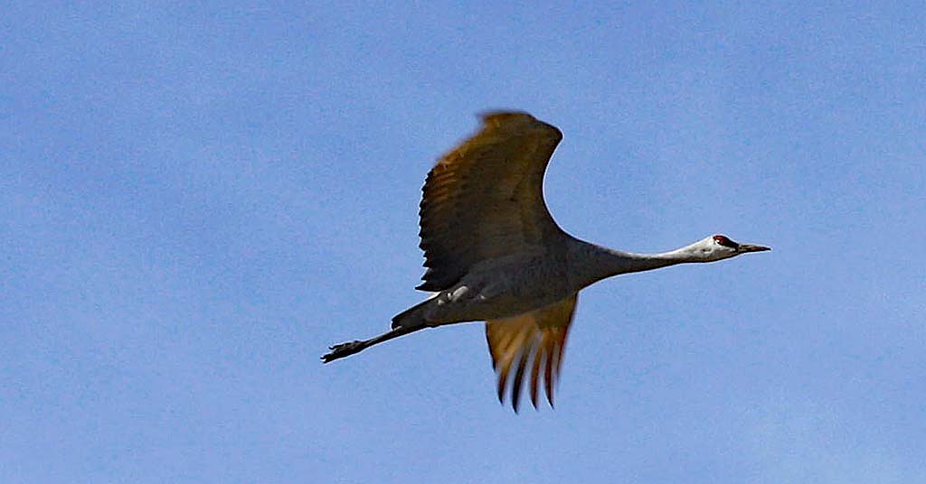Repubs, Dems agree: Wetlands need urgent action