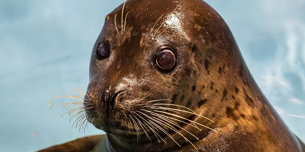 Seattle Aquarium Welcomes Harbor Seal Flounder To New Home