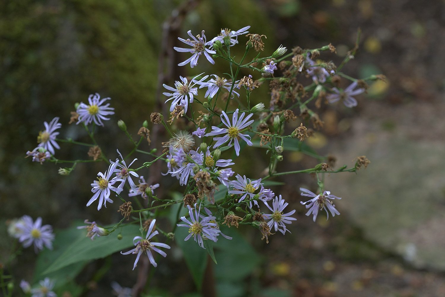 New England conservation effort has saved 10 million rare and endangered seeds