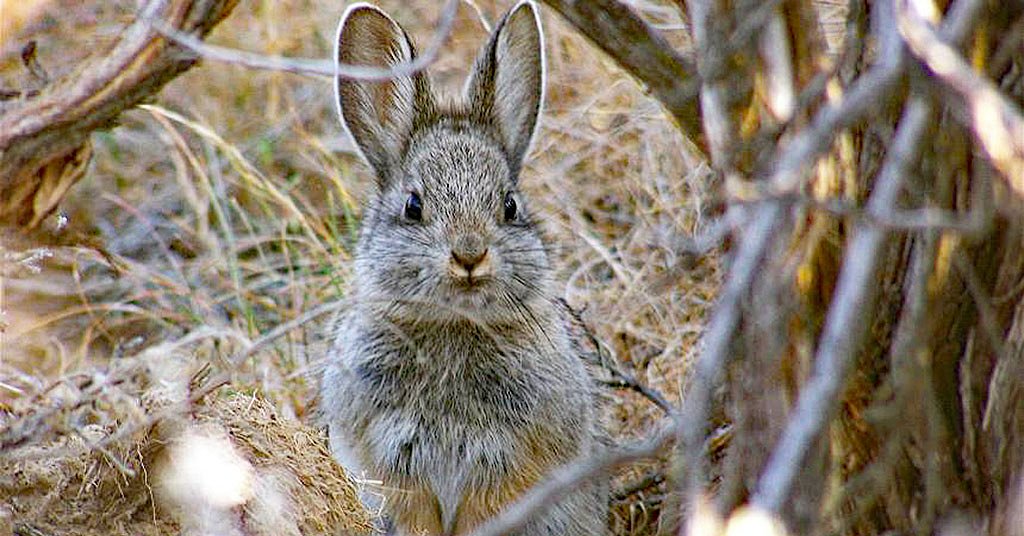 Columbia Basin pygmy rabbits are facing extinction