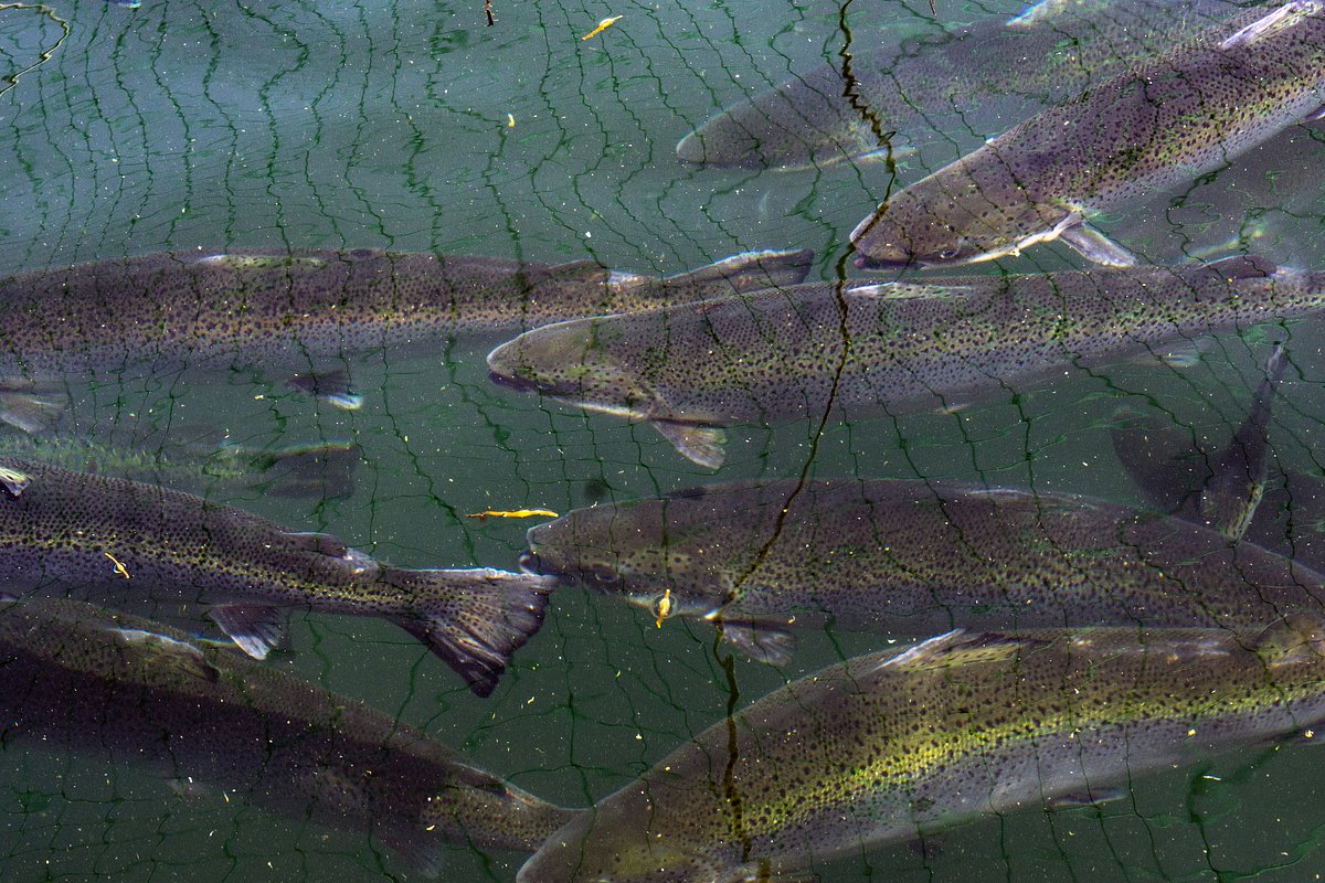 2 midcoast towns take different paths with aquaculture votes