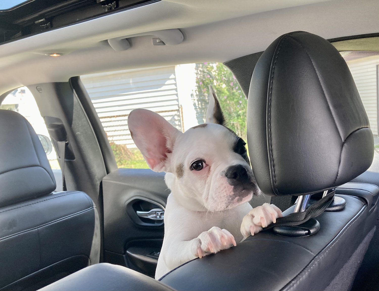 Can you leave your pet alone in a parked car? The Wake Up for Thursday, June 18, 2026