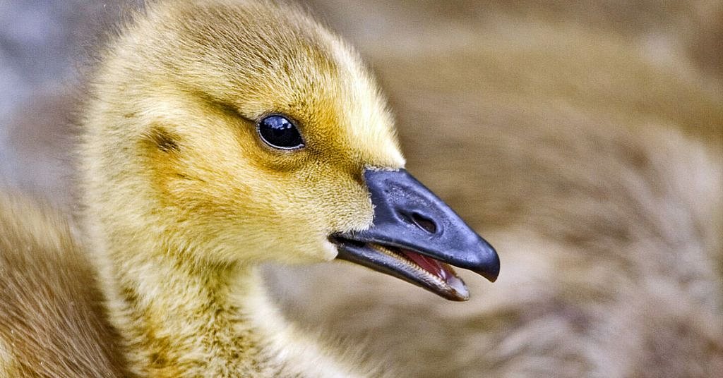 Avian flu is here. Agencies issue orders