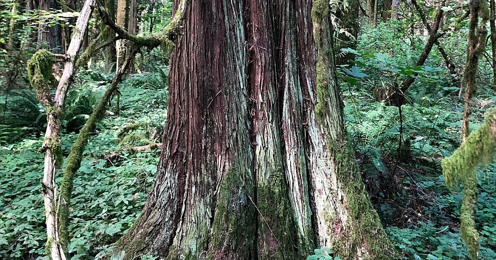 Pac NW’s ‘trees of life’ are dying. Now we know why