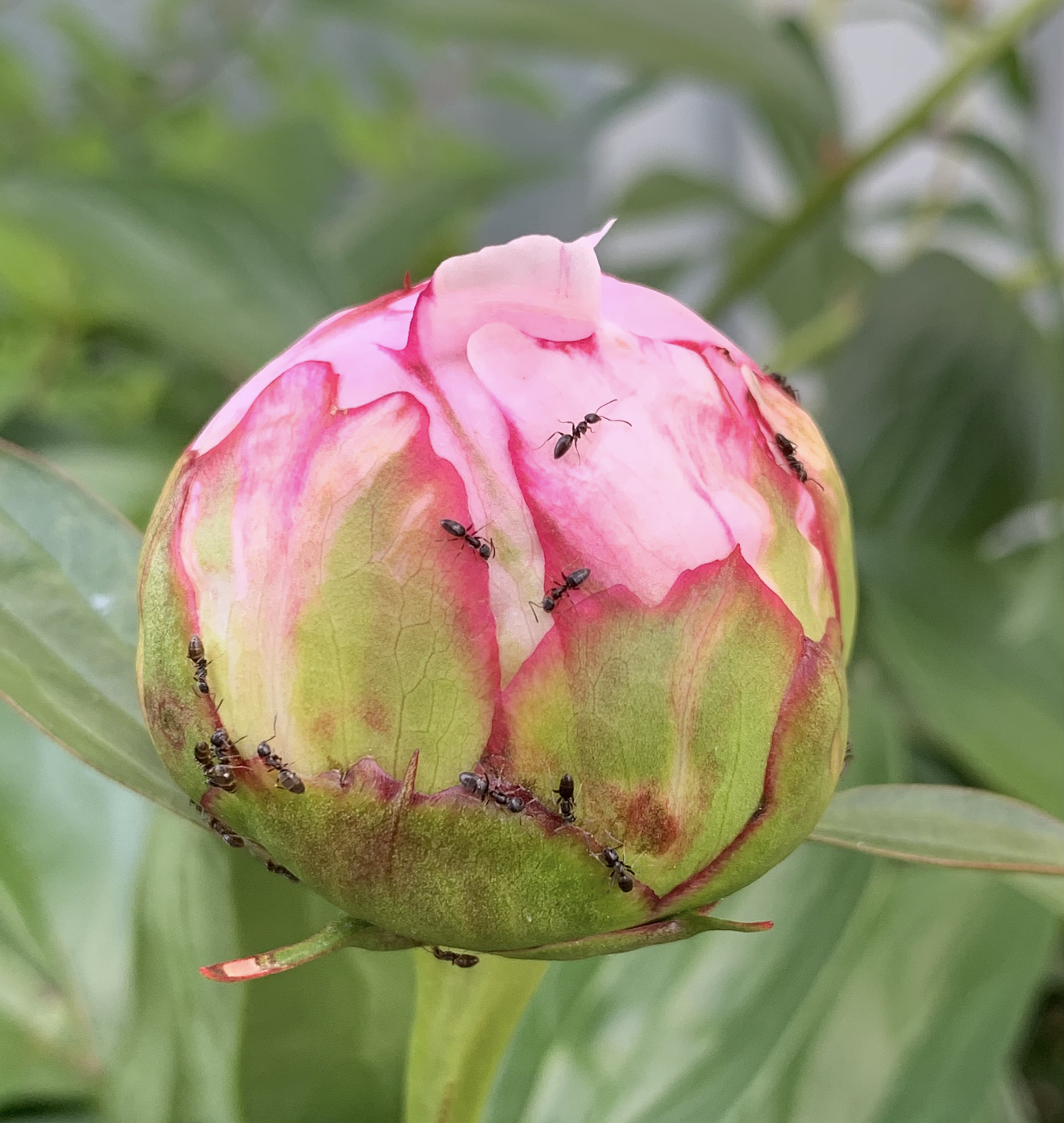 Down the Garden Path: Your peonies may have known your great-grandmother