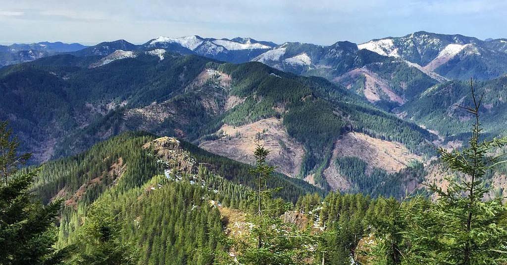Oregon forest board approves controversial habitat protections