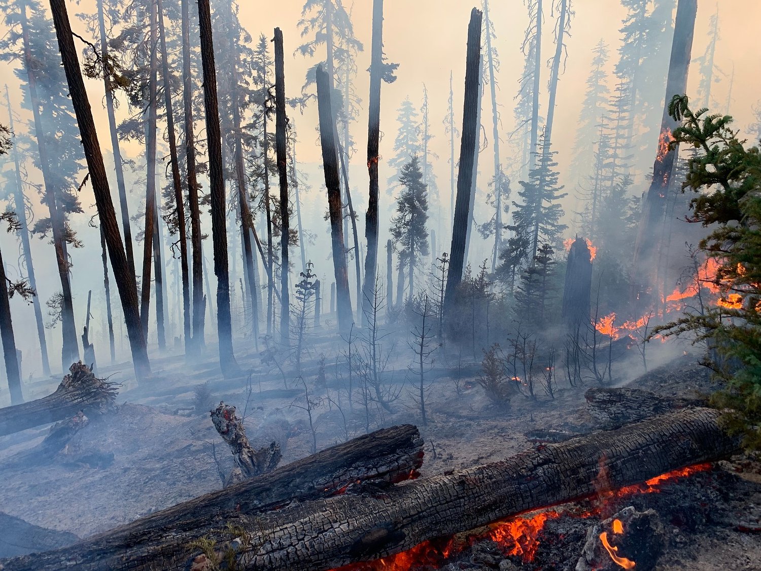 Wildfire policy leaders slam Trump's firefighting proposal