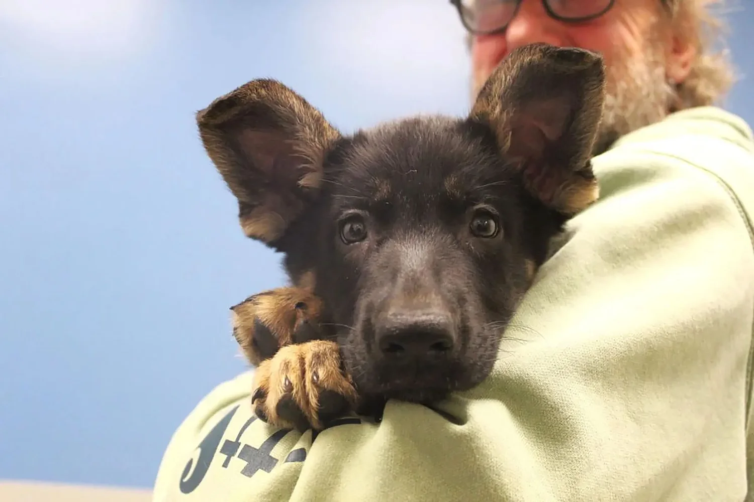 Litter of Vermont rescue puppies meet new families