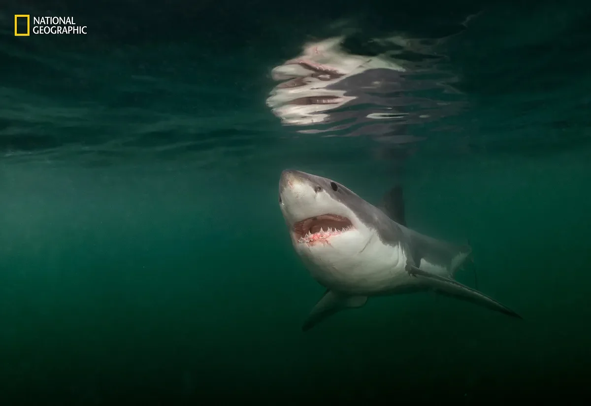 Photo of great white shark taken off Maine coast named as one of National Geographic’s best pictures of the year