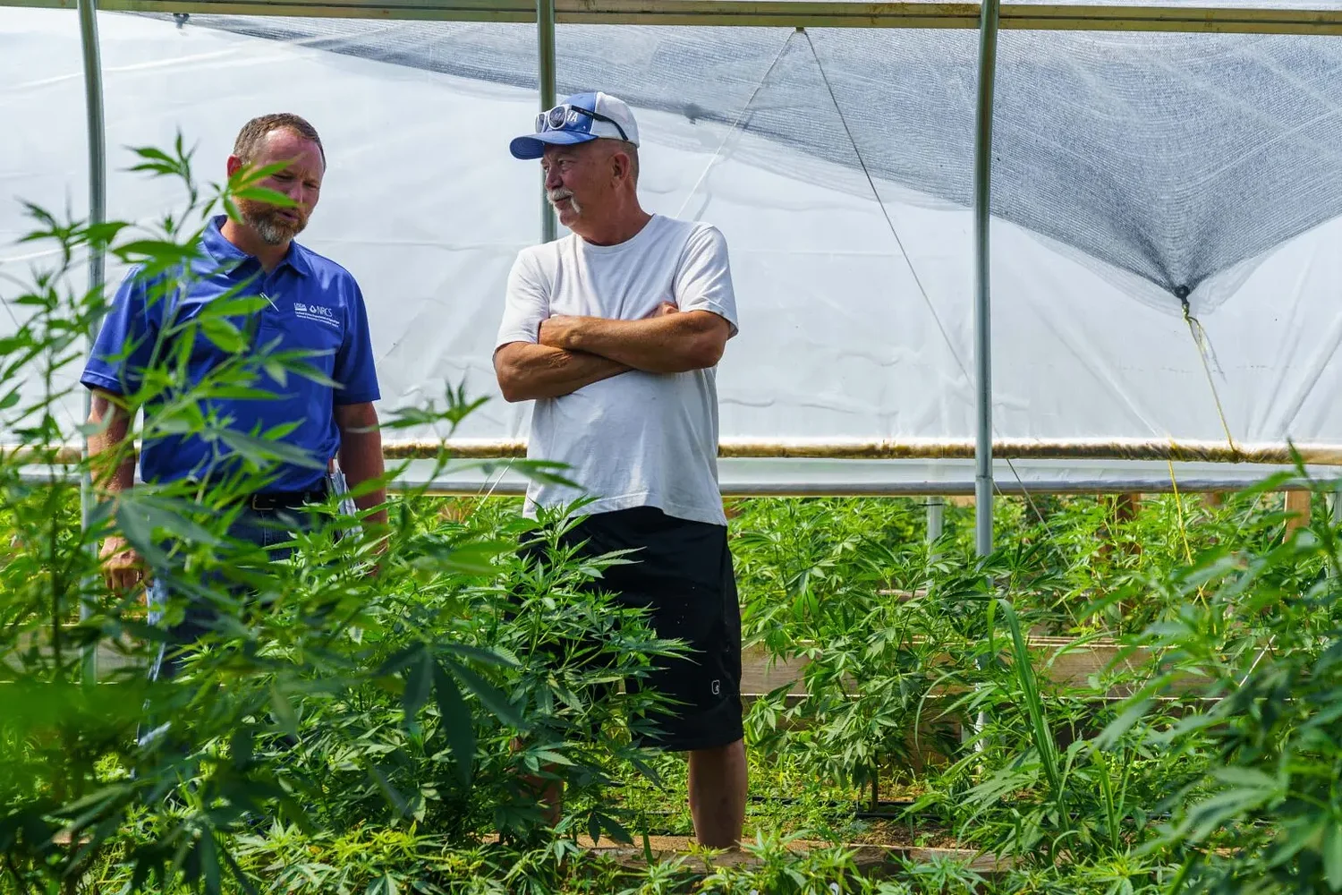 Rand Paul warns McConnell-backed provision will regulate hemp industry ‘to death’