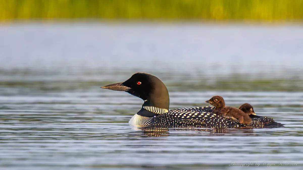 Maine’s annual loon count indicates the population is healthy and stable