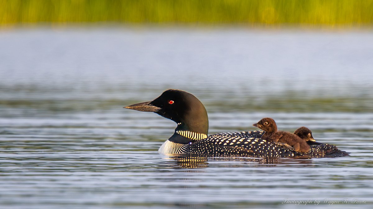 Maine’s annual loon count indicates the population is healthy and stable