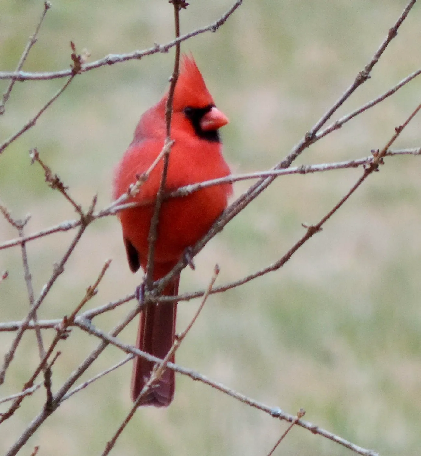 Nature Photo Contest