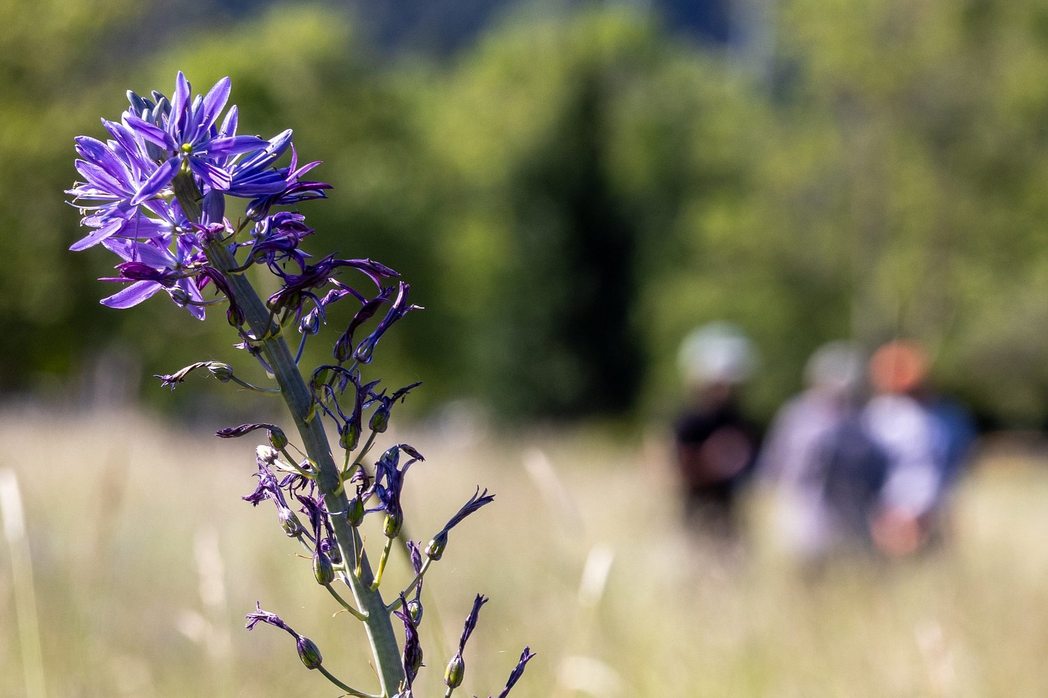 Camas reemerges after near disappearance in Eugene park