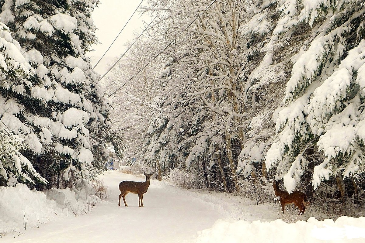 What’s happening to Maine’s deer wintering areas — and why it matters