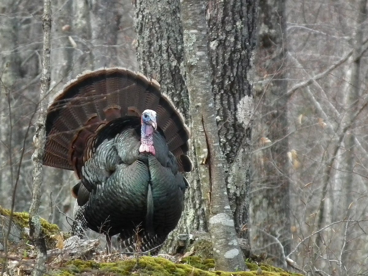 These Maine towns are the best places to hunt spring turkeys 