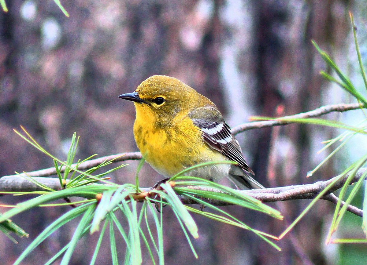 The easiest way to identify birds? Start by ruling them out.
