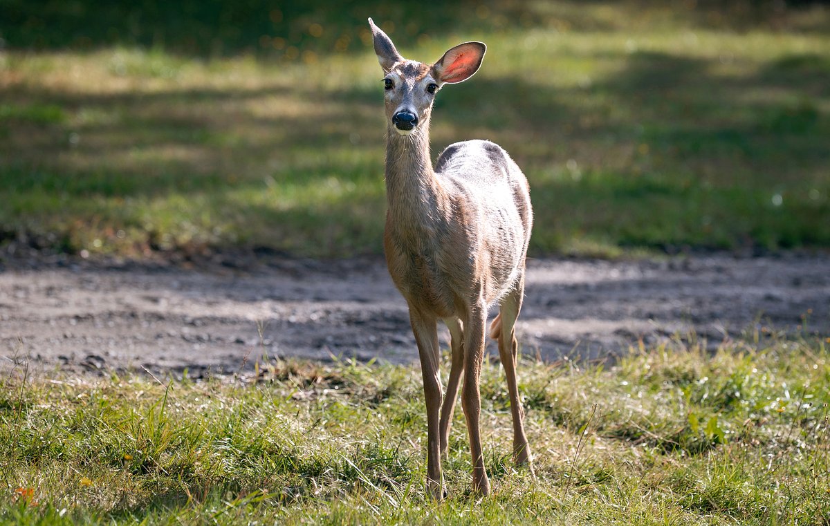 Maine approves deer hunt for MDI town after nearly century-long ban