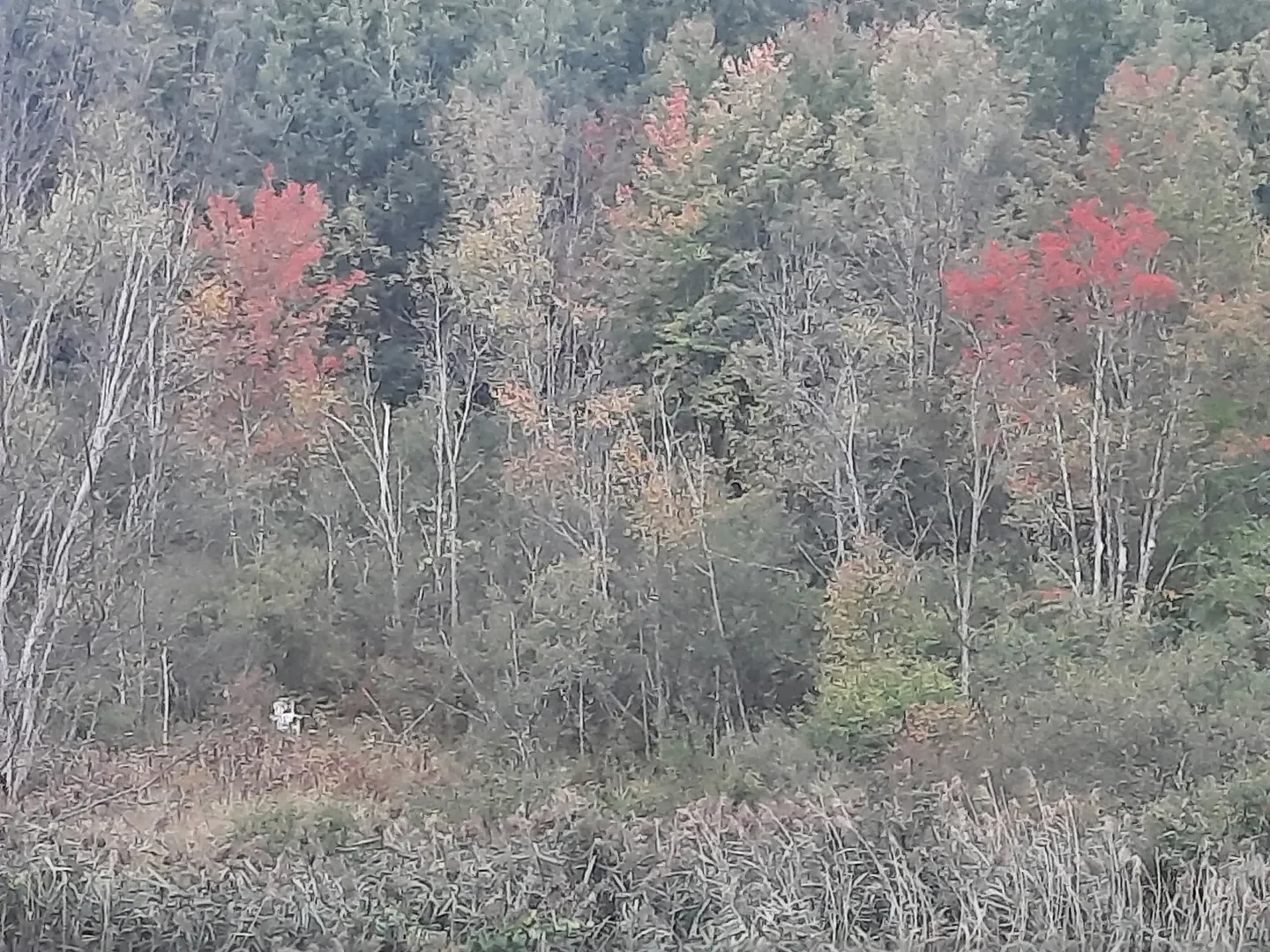 Speaking of Nature: A pale white dot: A longing look down at the Thinking Chair