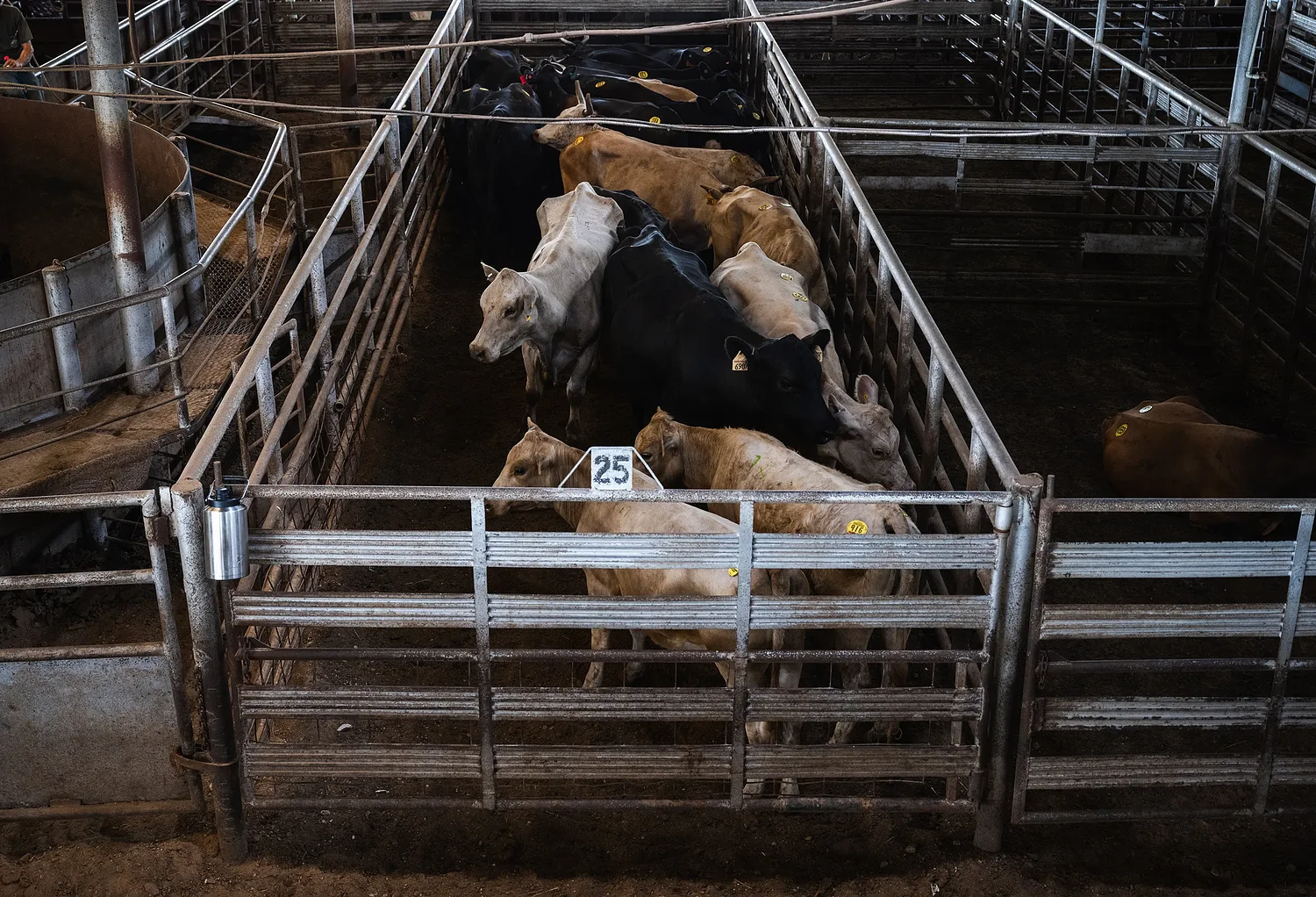 Canada suspends animal exports from Texas due to New World screwworm concerns