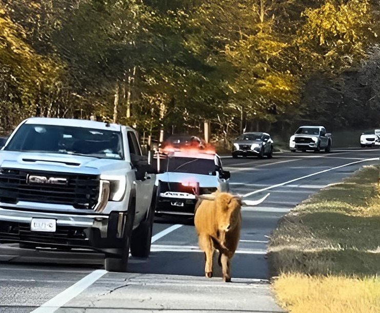 Watch: Maggie the runaway Highland cow surprises drivers in Upstate New York