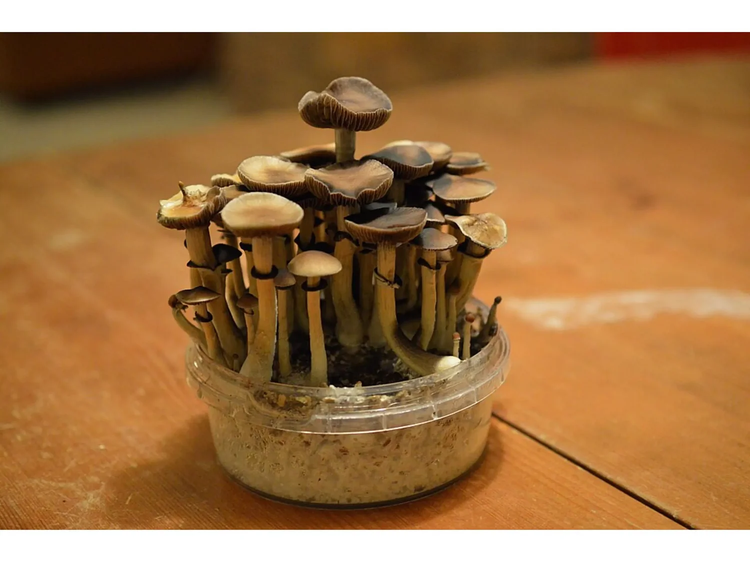 Psychedelics as treatment for cocaine addiction? A Roanoke doctor won a federal grant to study the possibilities.