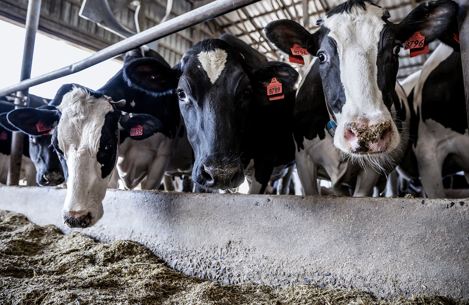 Can Chobani’s $1.2 billion plant stop the long-term decline of Pa.’s dairy industry?