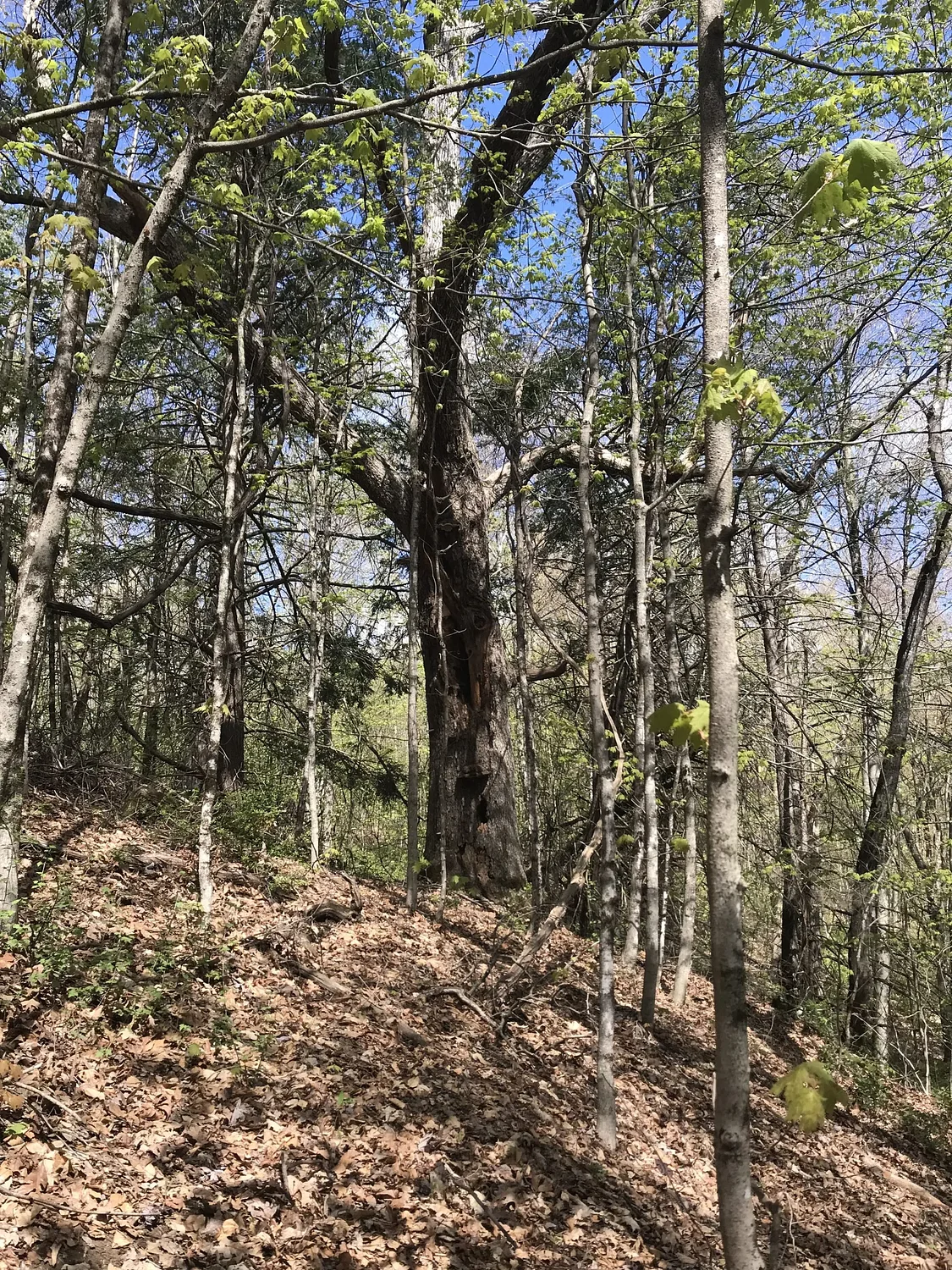 Shelburne Selectboard supports conservation restriction on Taylor Road