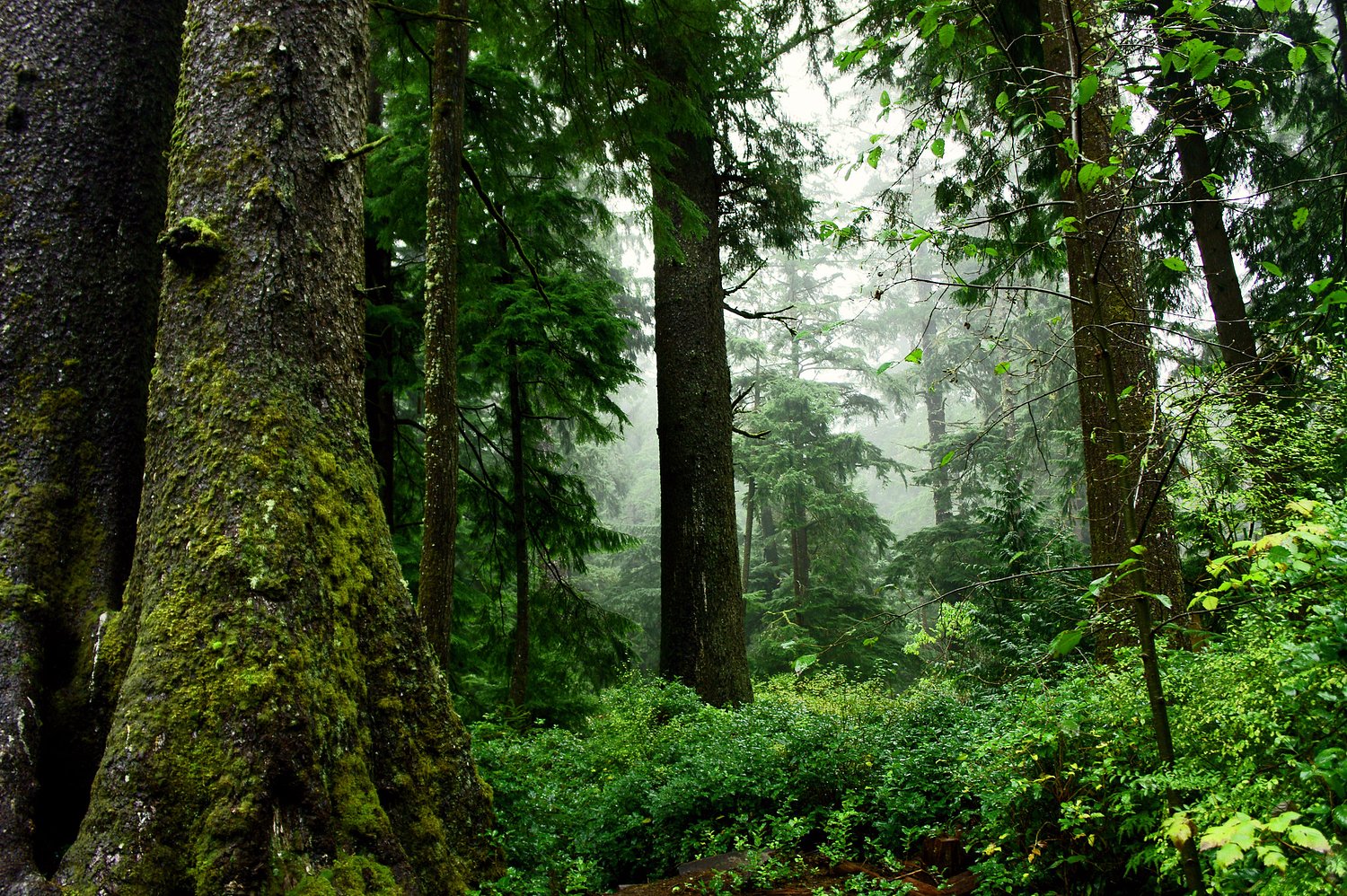Oregon Climate Commission wants to double natural carbon storage on the landscape