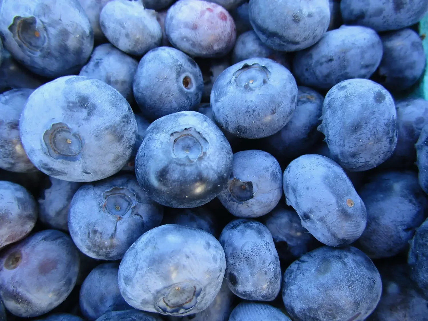 Blueberry farms report excellent crop in Monadnock region