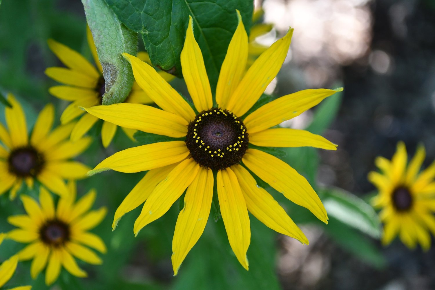 University of Illinois Extension programs focus on nature-based solutions for backyards, local outdoor spaces