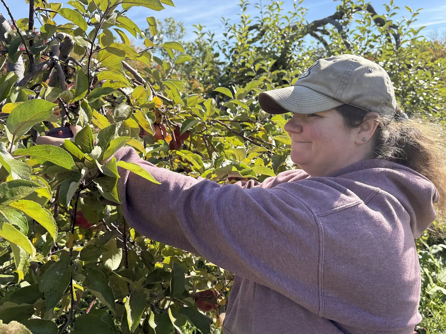 Volunteers harvest over 1,200 pounds of apples for local families in need