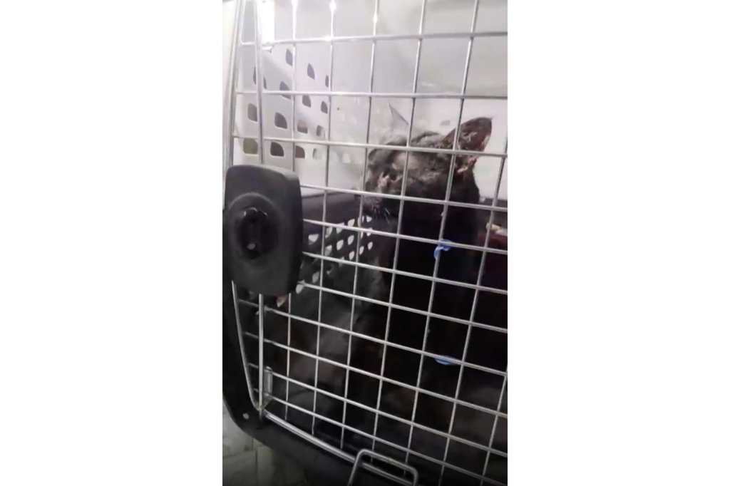 'Catman' to the rescue, as man pulls stuck Long Island pet to safety after long ordeal
