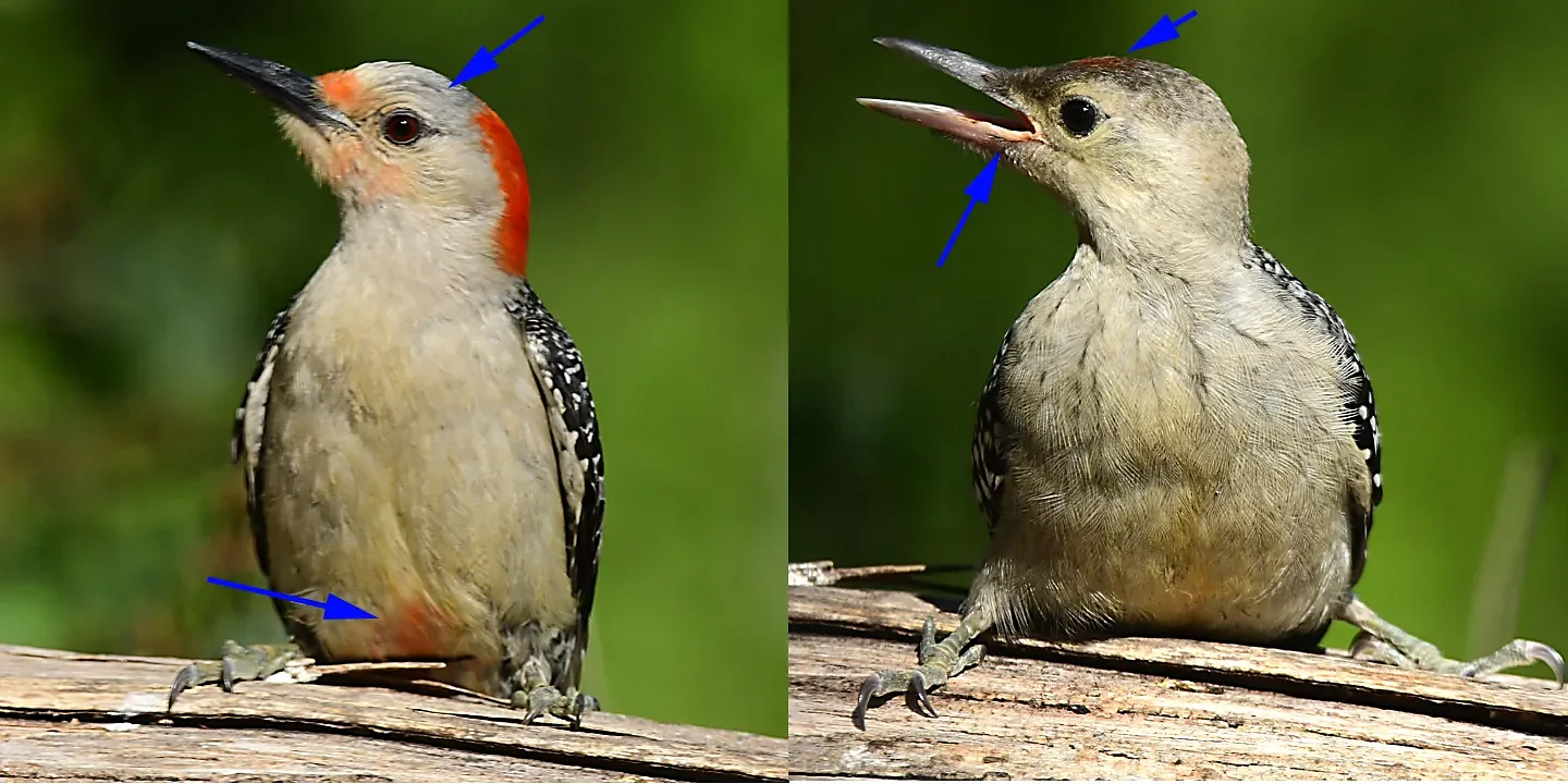 Speaking of Nature: Embracing the fledgling frenzy: Witnessing baby birds following their parents around in a state of unbridled excitement