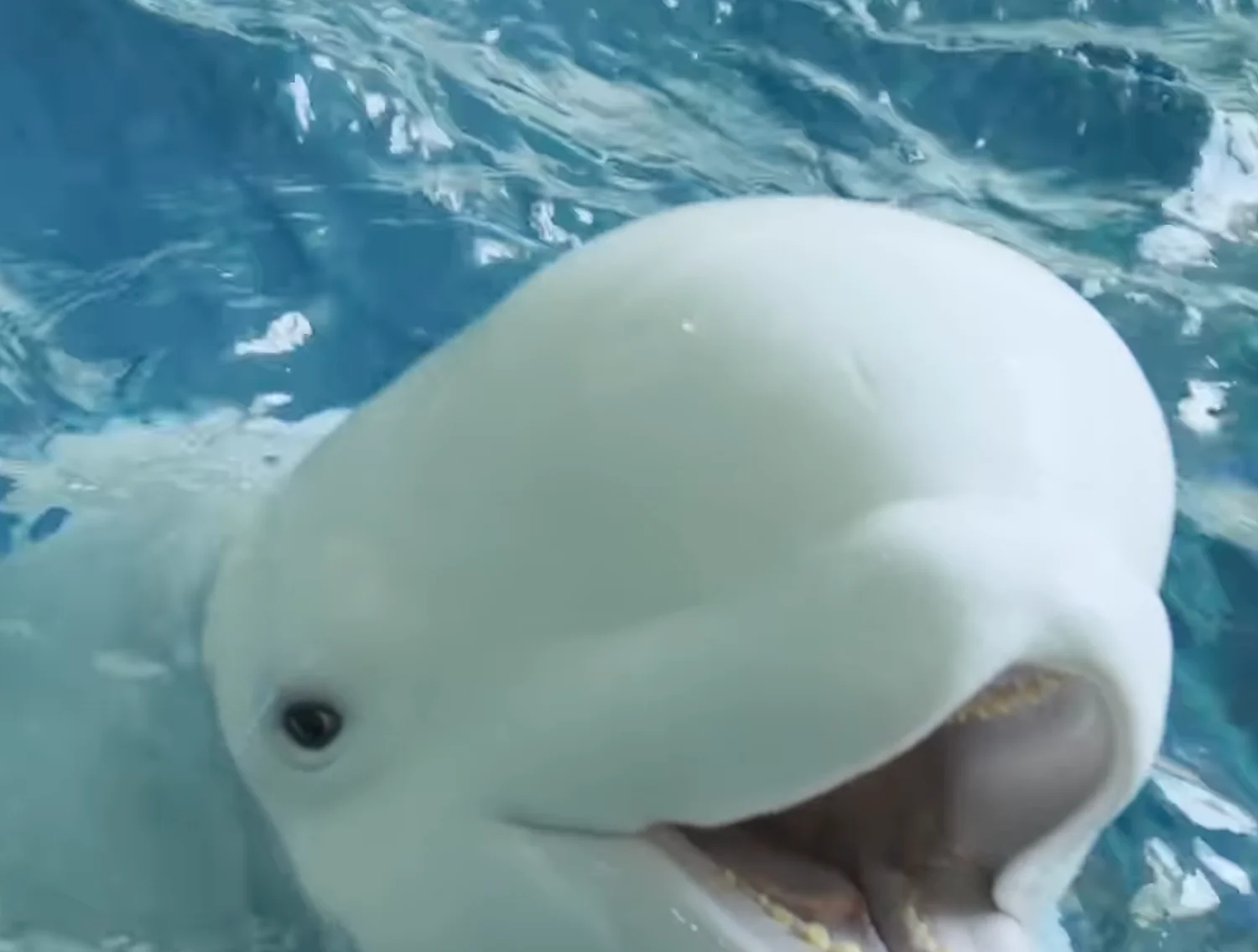 Georgia Aquarium to receive two beluga whales from closed Canadian theme park
