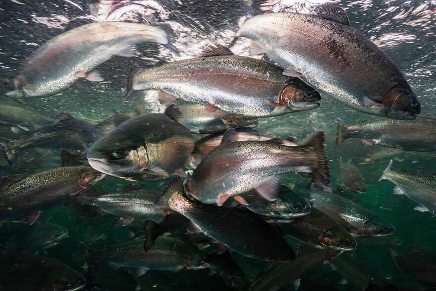 UNH solutions for supporting sustainable seafood production are going national