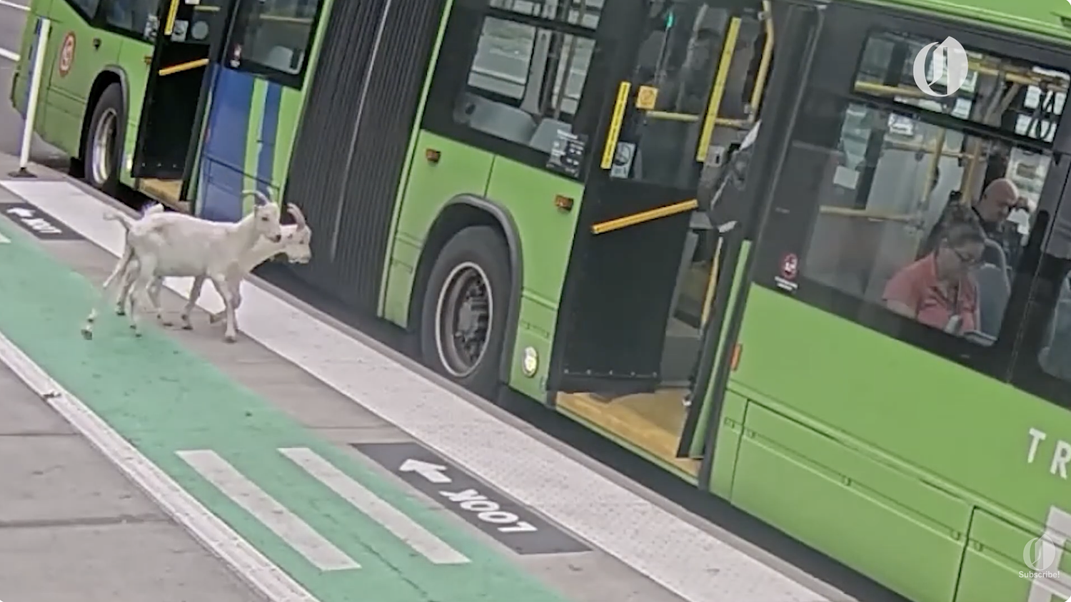 Portland bus riders got a big surprise when these two furry commuters climbed aboard