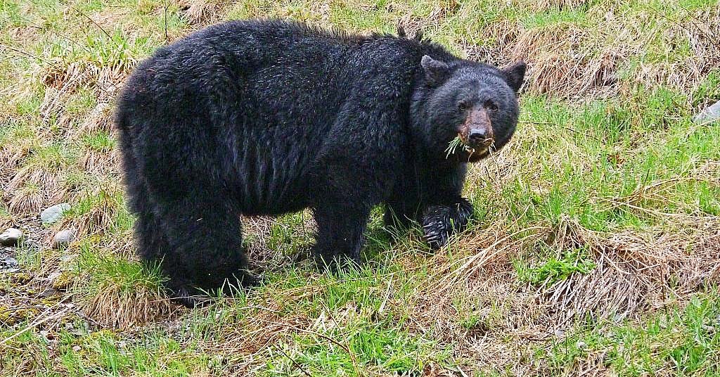 UPDATE: $80,000 WDFW probe finds wrongdoing, doesn’t recommend punishment