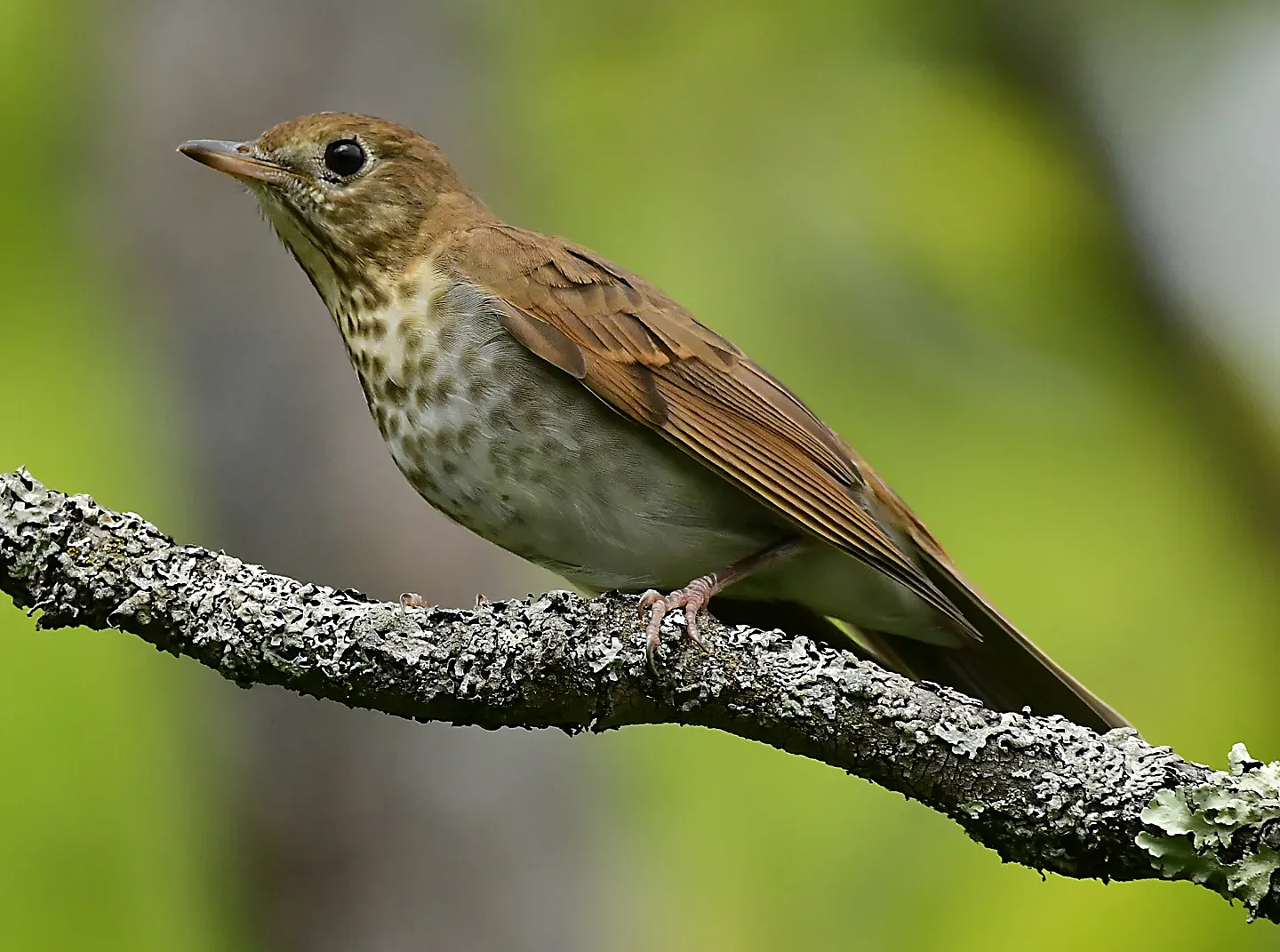Speaking of Nature: An unbeatable record — this time it's serious