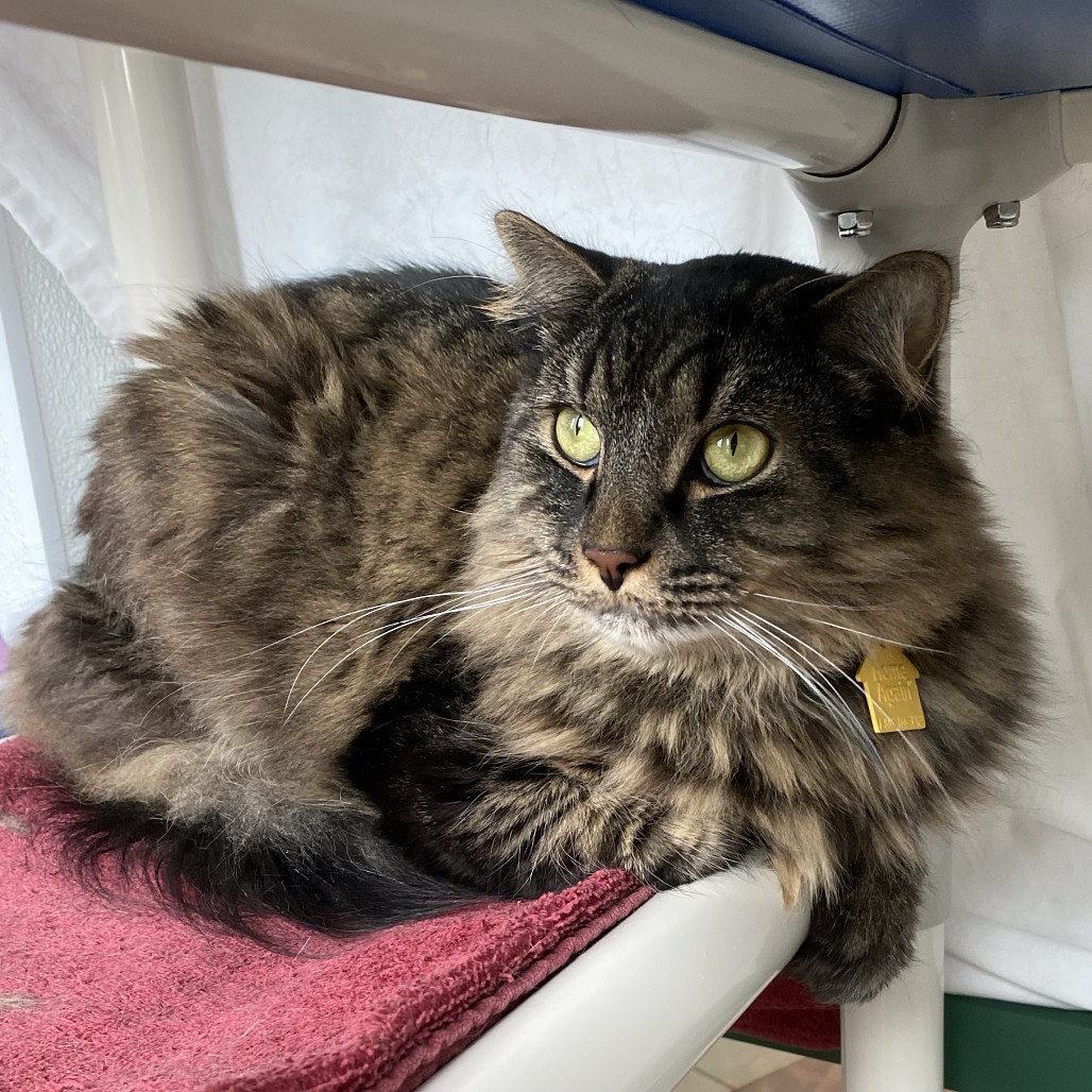 Friendly tabby cat in Mass. shelter could be your newest family addition