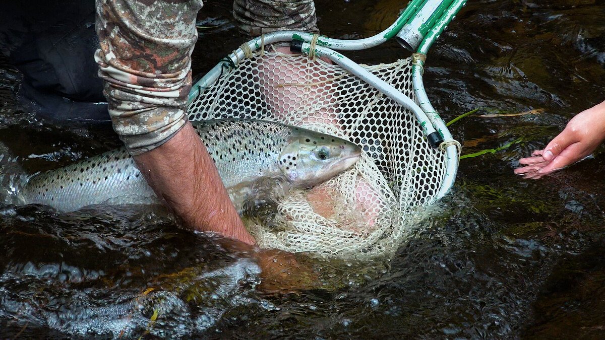 Maine is exploring a path that could bring back Atlantic salmon fishing