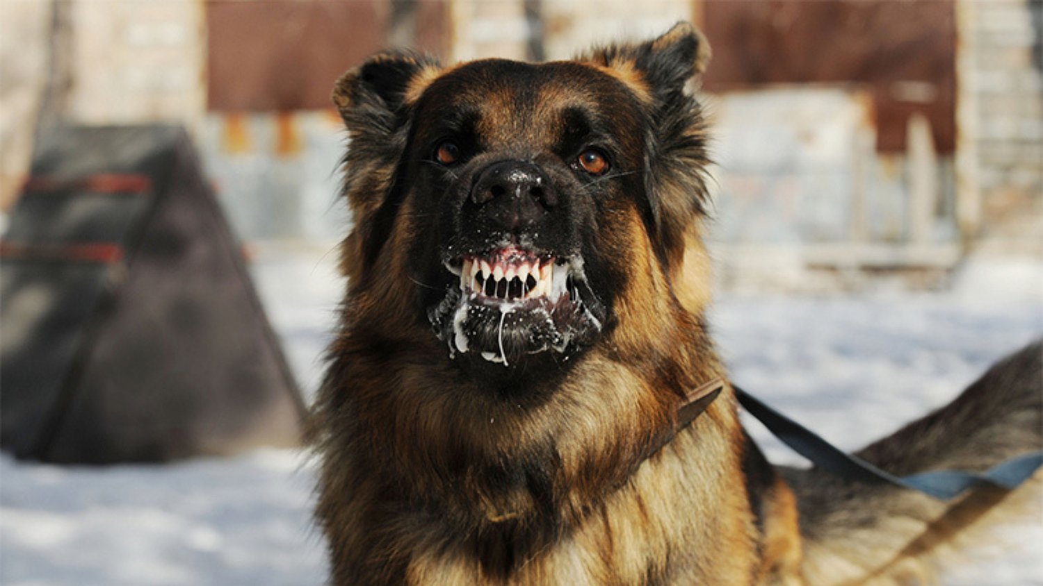 Medicii veterinari din Sibiu avertizează: rabia omoară anual 55.000 de oameni