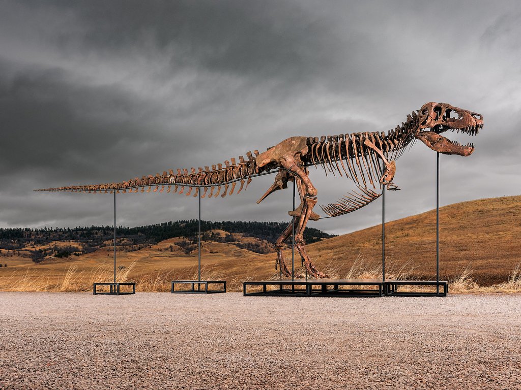 Mystery winner buys T-rex nicknamed 'Gus' for a record $50 million at auction
