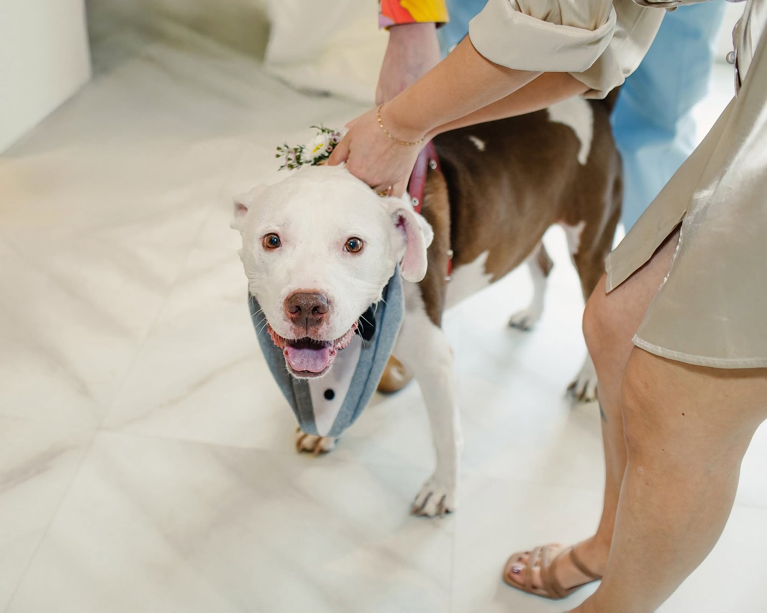 Ahimsa House wins award for protecting survivors and pets