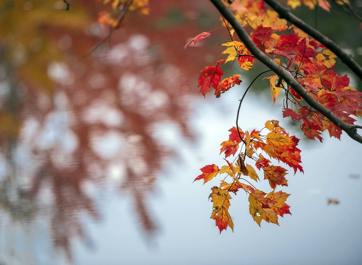 Fall foliage is peaking in Bangor this week and headed for the coast