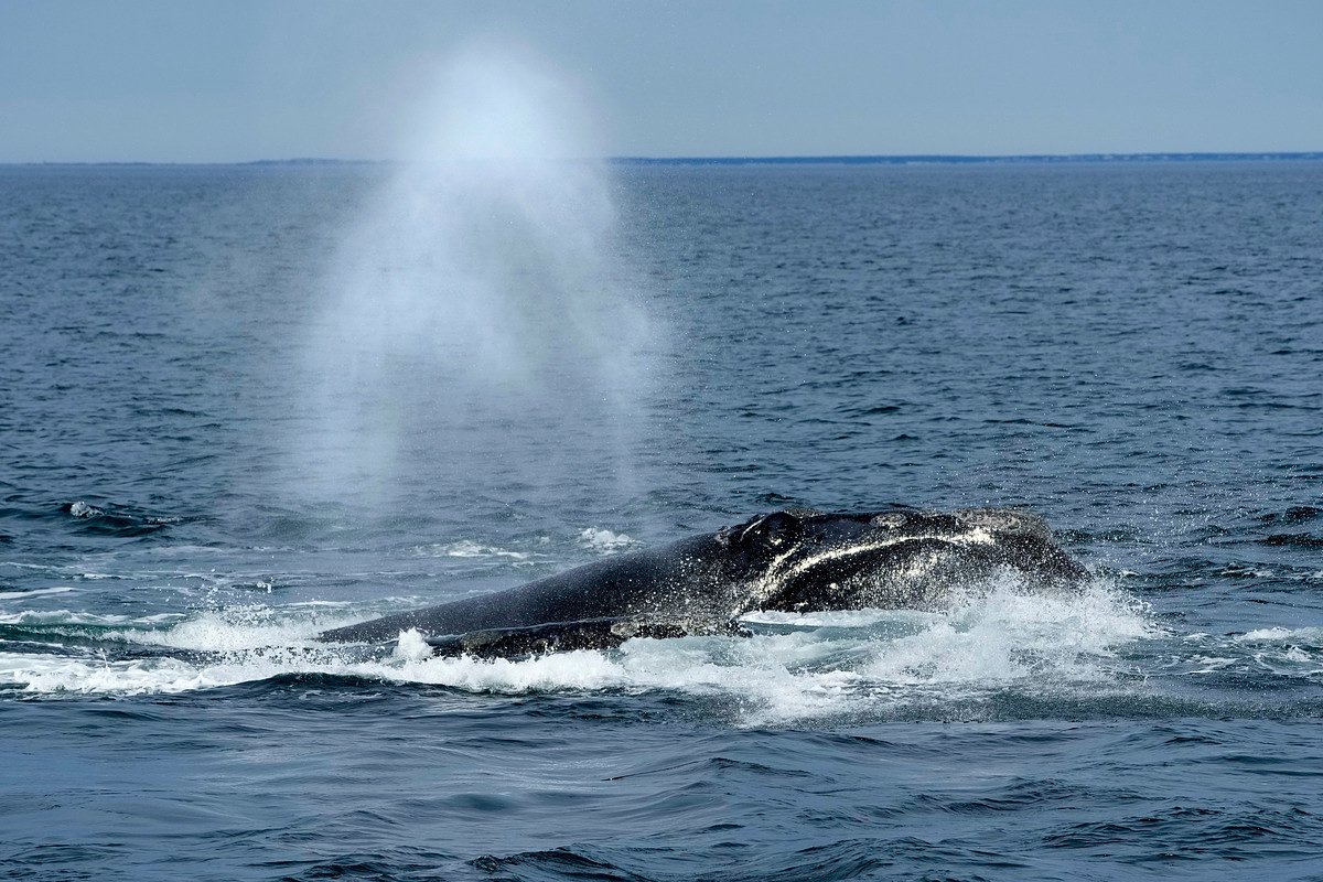 Endangered right whales could wait almost a decade for new US protections