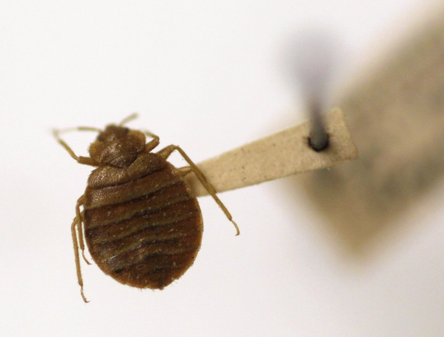 These are the worst cities for bed bugs