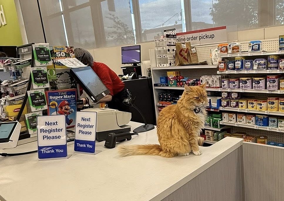 Nutmeg, beloved Sellwood CVS cat known as the ‘unofficial mayor,’ dies at 19